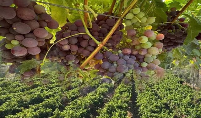 Esnaflıktan toprağa: Enver Öztürk’ün üzümdeki başarı hikayesi