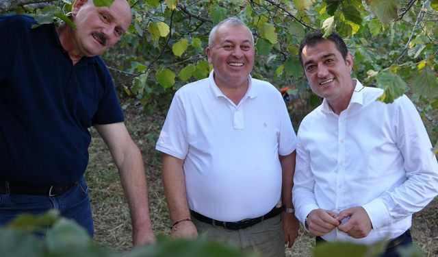 Giresun Belediye BAşkanı Fuat Köse ve Milletvekili Cemal Enginyurt fındık bahçesinde