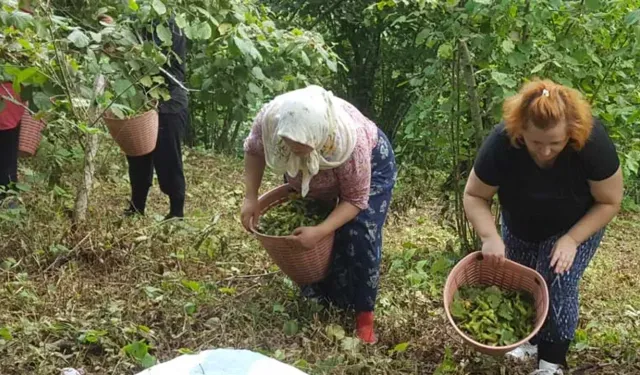 Giresun sahil kesimi bahçelerine giriş yaptı