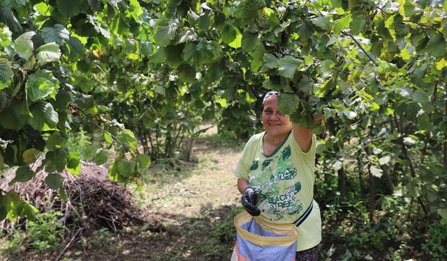 Ordu'nun fındığı yine Ordulunun emeğiyle toplanıyor