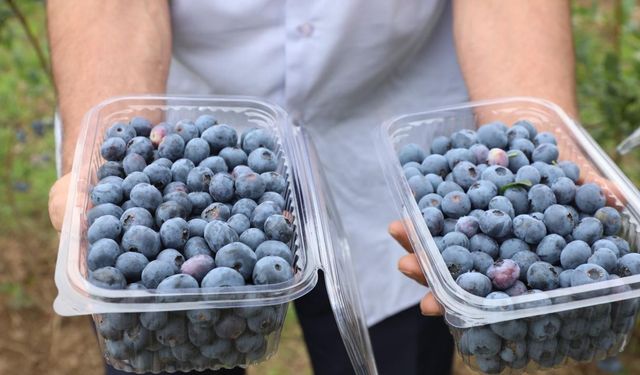 Ordu’nun mavi yemiş’i var