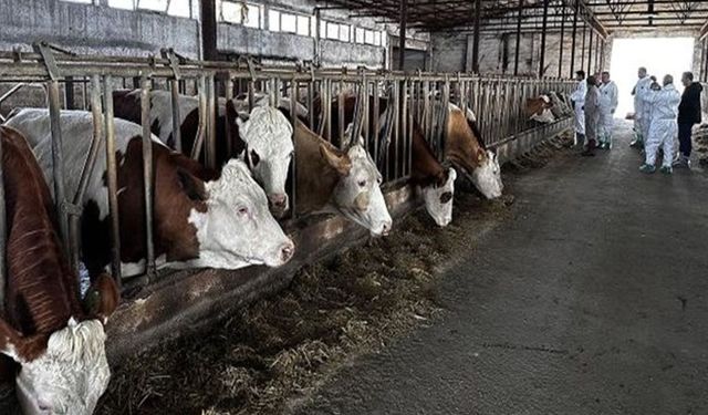 Şarkikaraağaç’ta şap alarmı