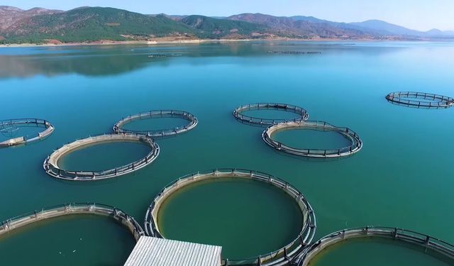 Su ürünlerinde planlı üretim kapsamı genişledi: Tür sayısı 16’ya çıktı