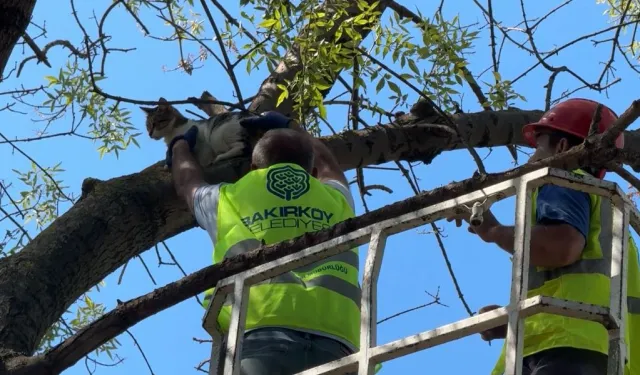 İstanbul Bakırköy'de üç gündür mahsur kedi kurtarıldı