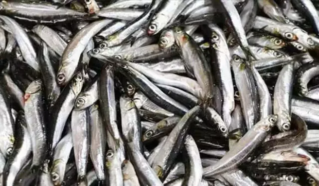 Egeli balıkçılar sezona bereketle başladı