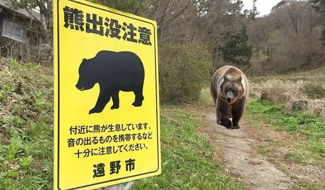 Japonya’da Belediyelere vahşi hayvanlara müdahale yetkisi