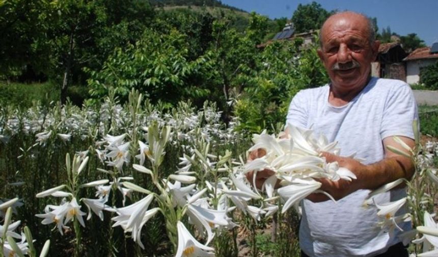 Akzambaklar şehri Tokat’ta, nesli tükenme tehlikesi altına olan akzambak çiçeği bağ ve bahçelerde çoğaltılmaya çalışılıyor. Çok az sayıda kişinin ticari olarak uğraştığı zambak çiçeklerinin soğanından yaprağına, yağından polenine para ediyor. Yağı ilaç sanayinde, poleni boya sektöründe yaprakları parfüm sanayinde değerlendirilen zambakların soğanı da bahçesini süslemek isteyenlerin tercihleri arasında yer alıyor.