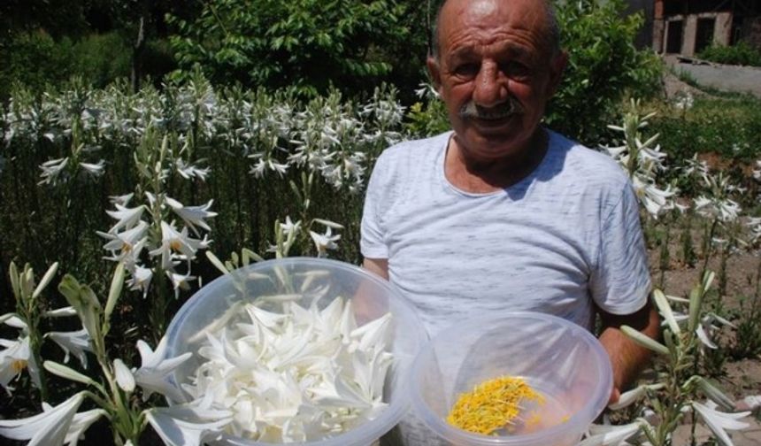 Akdeğirmen Mahallesindeki bahçesinde emekli olduktan sonra hobi olarak 15-20 kök akzambak yetiştirmeye başlayan Fikret Aydemir (61), bir dönümlük bahçesinde 5 bin soğana kadar bu üretimini çıkarttı. Akzambakların çiçeğinin kilosunun 140 TL, yağının 5 bin avrodan sattığını ifade eden Aydemir, nesli tükenmekte olan ak zambakları kısa bir sürede çoğaltarak ülke ekonomisine kazandırdığını kaydetti.