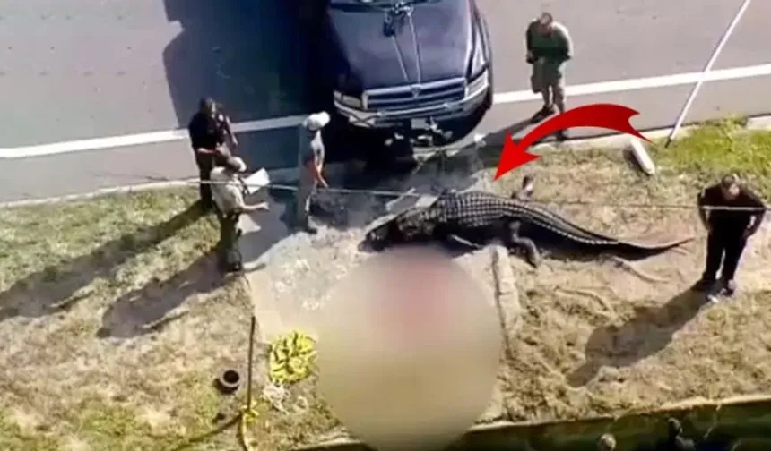 Görenler bir süre inanamadı! Dev timsah kanaldan, ağzında insan cesediyle çıktı