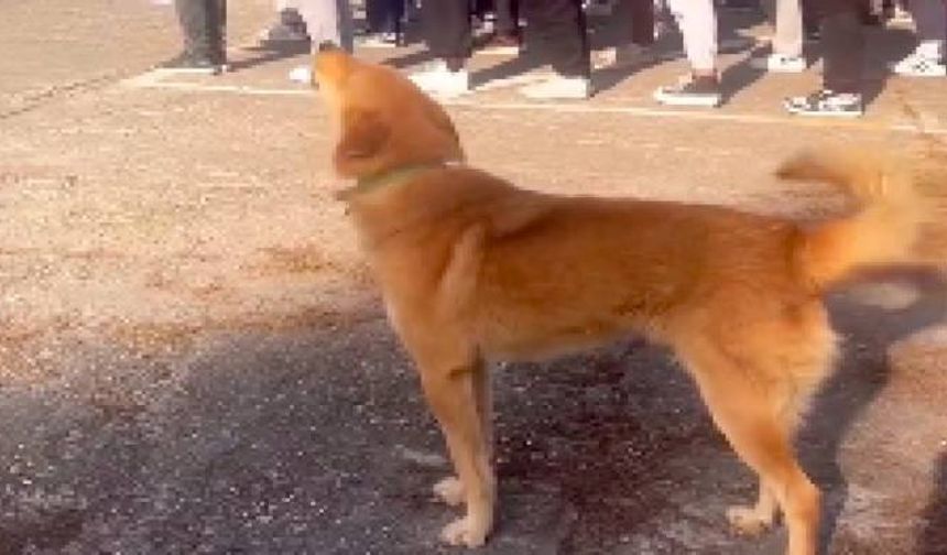 İstiklal Marşı okuyan öğrencilere eşlik etmeye çalışan köpek