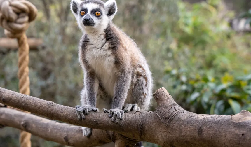 Lemur türlerinin korunmasına dikkat çekildi