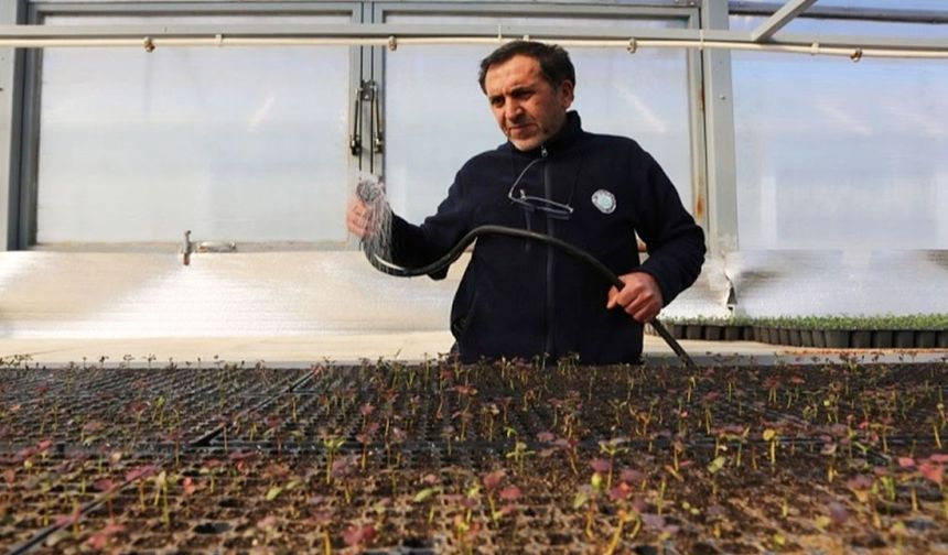 Eskişehir'in yeşil yüzü şehri süslüyor