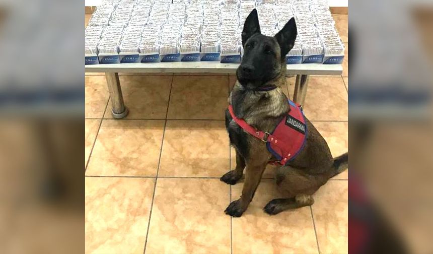 Jandarma Köpeği "Alkış" Kaçakçılara Geçit Vermedi!