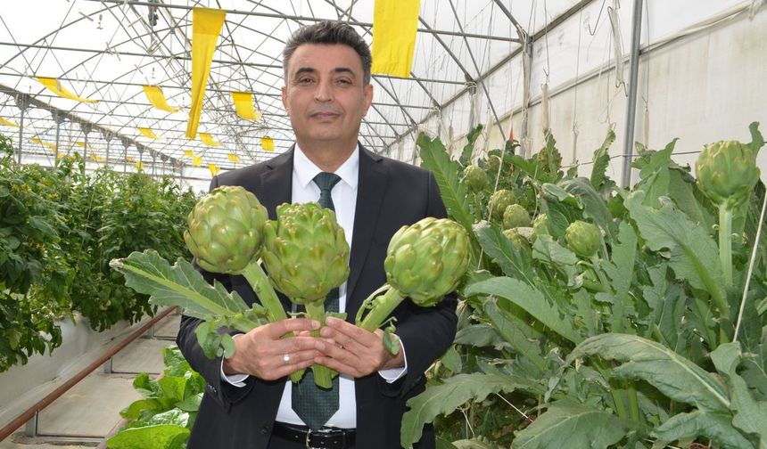 Kocaeli'de, Türkiye tarım tarihinde enginar ilk kez topraksız tarımla yetişti