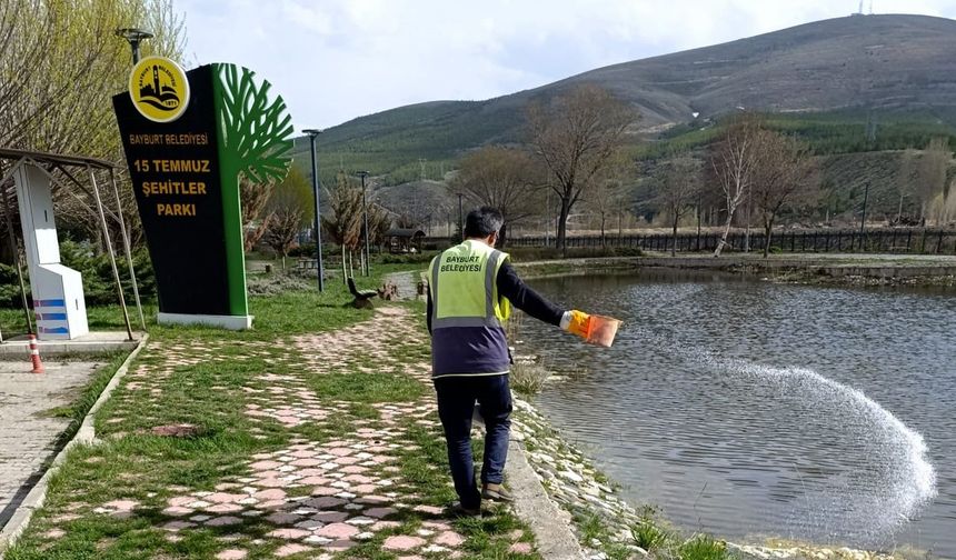 Bayburt'ta larvalarla mücadele başladı