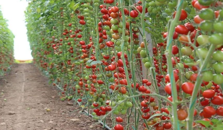 Isparta'da belediye domates fidesi dağıtacak