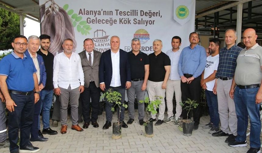ALTSO keçiboynuzunun tescilini aldı, 3 bin fidan dağıttı