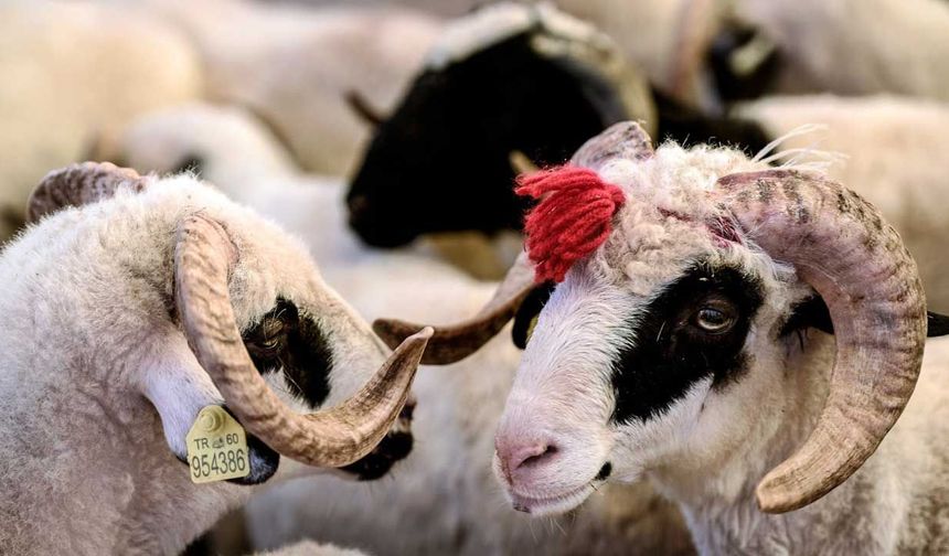Bakan Yumaklı: Satılamayan kurbanlıkları Et ve Süt Kurumu satın alacak