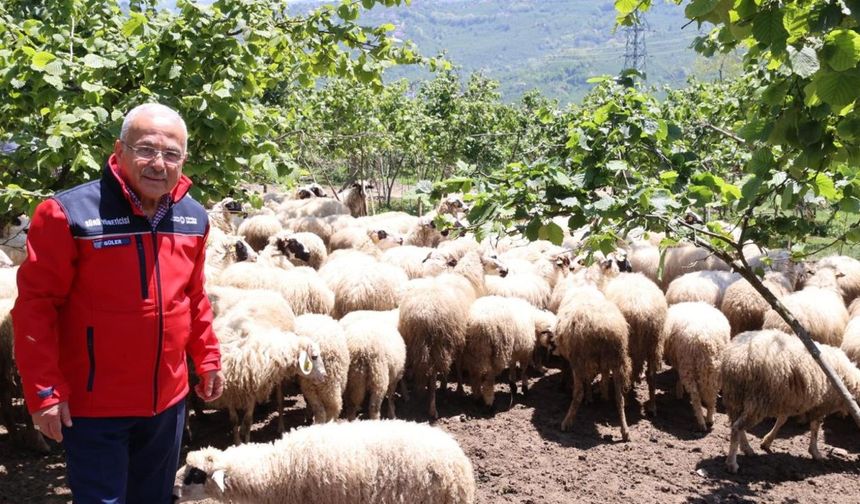 Başkan Güler: Dağıtımını yaptığımız hayvanları kendimiz yetiştiriyoruz