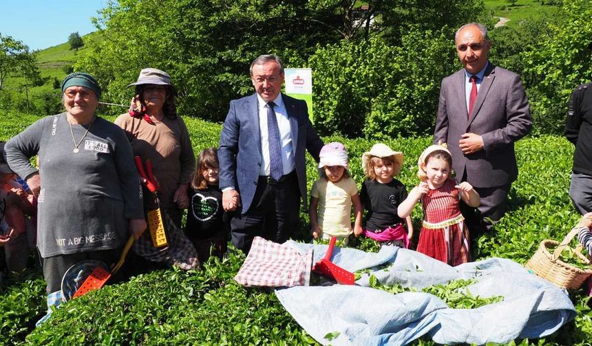 ÇAYKUR geleneği sürdürdü, minikler çay hasadında makas salladı