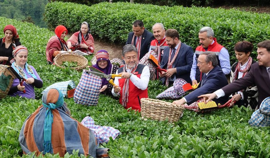İbrahim Yumaklı: Meteorolojik olayların çaya bizim korktuğumuz bir etkisi olmadı