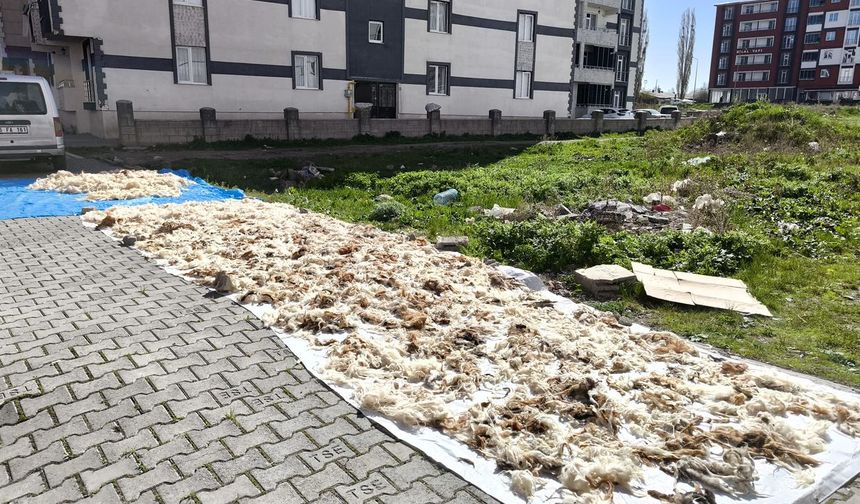 Kars’ta yün yıkama geleneği devam ediyor