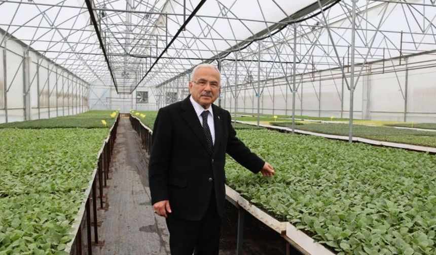 Ordu Büyükşehir, 5 yılda 4 milyon sebze fidesi dağıttı
