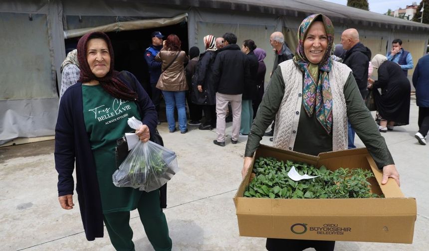 Ordu Büyükşehir Belediyesi'nin fide dağıtımına üreticilerden yoğun ilgi