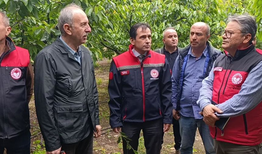 Tarım uzmanları Amasya’da don hasarını yerinde inceledi