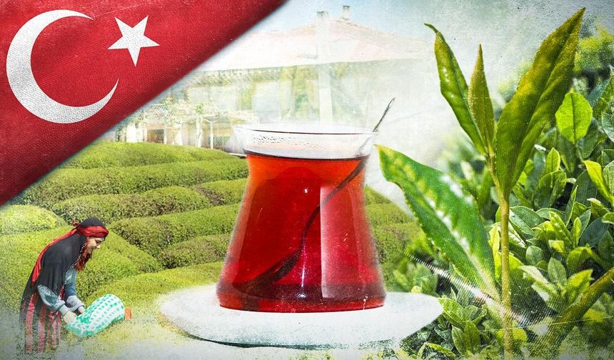 Tarım ve Orman Bakanlığı 2025 yaş çay alım fiyatını açıkladı