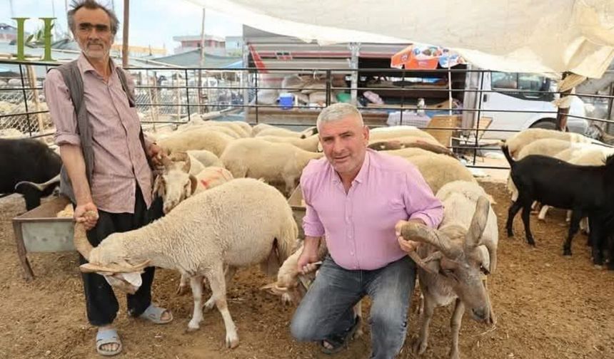 Adana’da 4 boynuzlu koçlar görenleri şaşırtıyor!