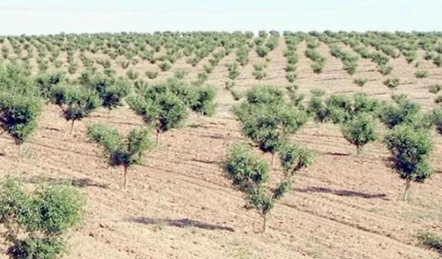 Ağaçlar bakımsızlıktan kurudu: Orman İşletme'ye devredilecek