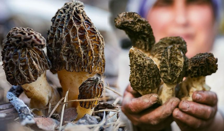 Antalya Akseki'de 'Göbek' zamanı!