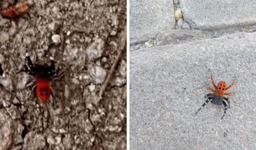 Dikkat: Gölhisar’da zehirli “uğur böceği örümceği” görüldü!