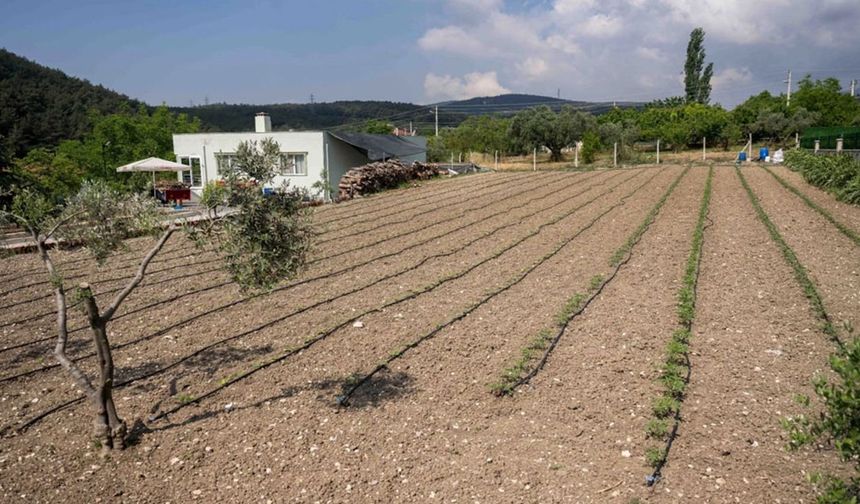 Kurbanlık hayvanların atıkları Bornova'da toprağa can oluyor