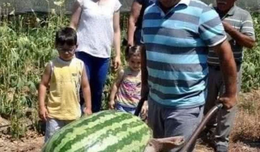 Manavgat'ta dev karpuz! 58 kiloya ulaştı