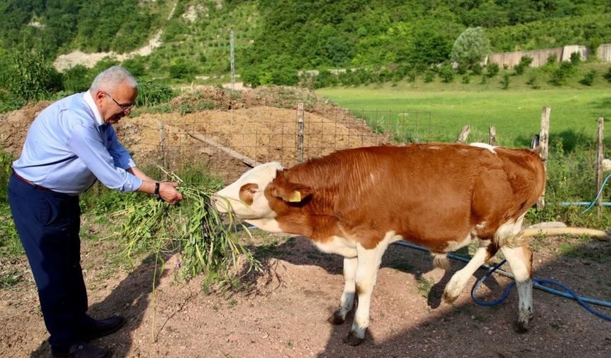 Ordu Büyükşehir'den besicilerin yüzünü güldüren hamle