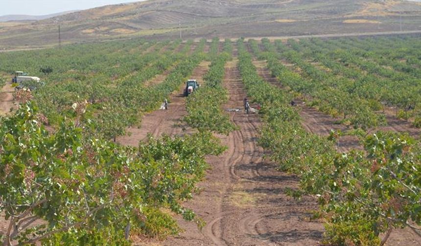 Siirt’te Fıstık için geri sayım başladı