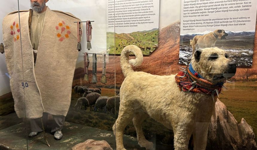 Sivas’ın hafızası; Şehir Müzesi