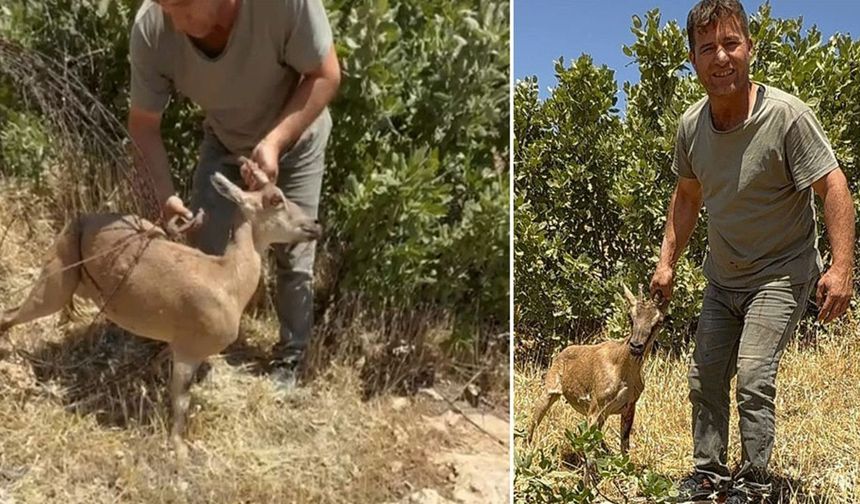 Tel örgülere sıkışan dağ keçisi kurtarıldı, doğaya salındı