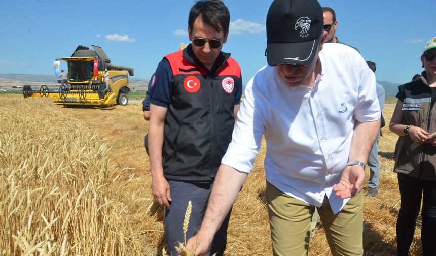 Amasya Gökhöyük Tarım İşletmesi’nde 2025 yılının ilk buğday hasadı gerçekleştirildi