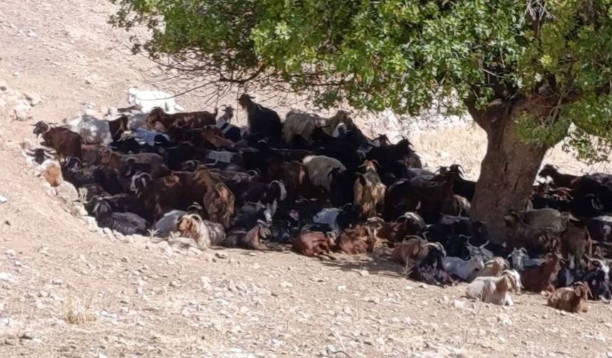 Batman’da kavurucu sıcaklar hayvanları vuruyor: Su ve gölge mücadelesi