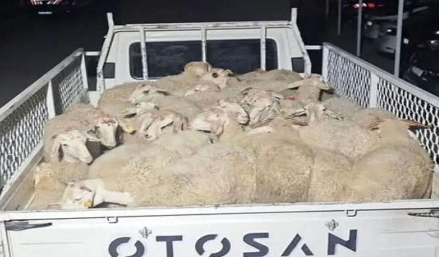 Isparta'da 32 küçükbaş hayvanı çalan şüpheliler Uşak’ta yakalandı