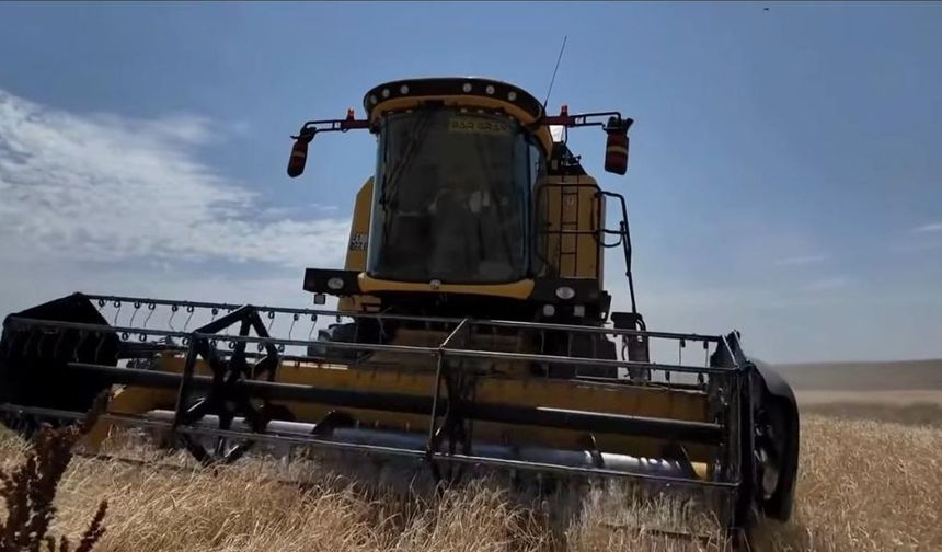 Kars’ta hasat mevsimi başladı: İlk arpa Digor Yeniköy’de biçildi