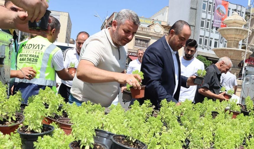 Mardin Midyat’ta fesleğen ve reyhan dağıtıldı