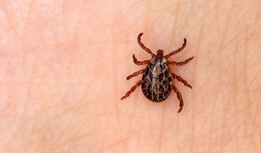 Sivas’ta kene vakası: 50 yaşındaki kadın hayatını kaybetti