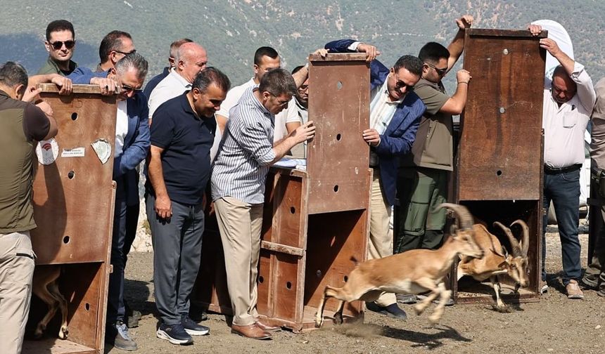Amasya’da 5 yaban keçisi doğaya salındı