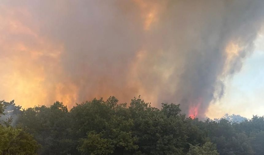 Edirne Keşan'da orman yangını