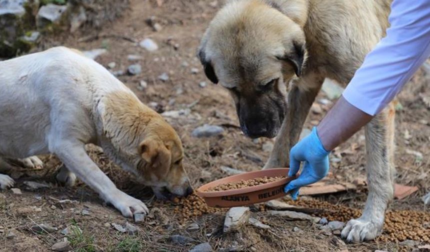 İzmir’de hayvan katliamı: 10 köpek ve 5 kedi zehirlenerek öldürüldü