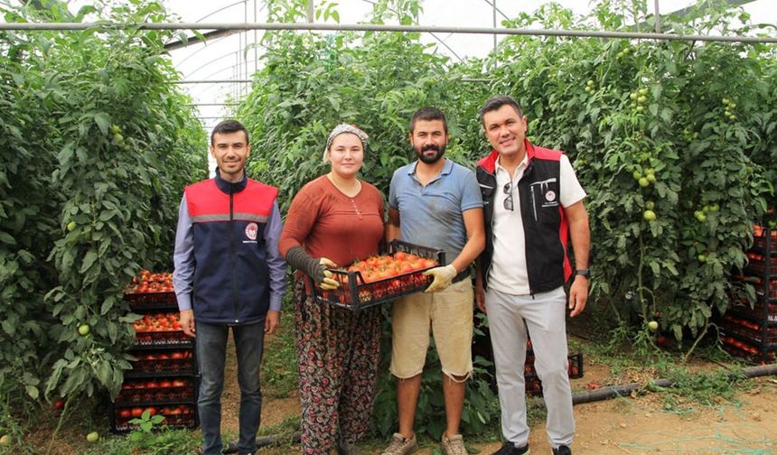 Kırmızı Bereket Atabey seralarında!